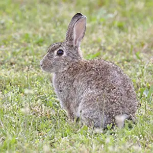 Oryctolagus Cuniculus Photo Drucke: Wild rabbit (Oryctolagus cuniculus)