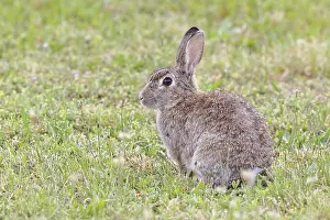 Wild Rabbit Drucke: Wild rabbit (Oryctolagus cuniculus)