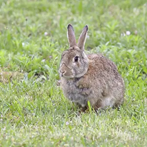 Wild Rabbit Drucke: Wild rabbit (Oryctolagus cuniculus)
