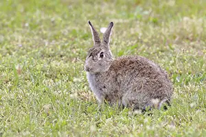 Wild Rabbit Austria Drucke: Wild rabbit (Oryctolagus cuniculus)
