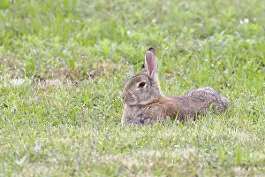 Rodent Animal Photography Drucke: Wild rabbit (Oryctolagus cuniculus)