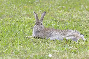 Wild Rabbit Austria Drucke: Wild rabbit (Oryctolagus cuniculus)