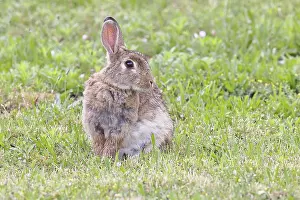 Rodent In Meadow Drucke: Wild rabbit (Oryctolagus cuniculus)