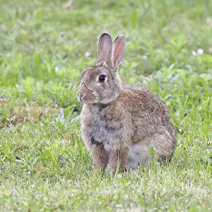 Wild Rabbit Drucke: Wild rabbit (Oryctolagus cuniculus)