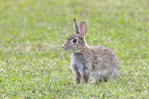 Wild Rabbit Austria Drucke: Wild rabbit (Oryctolagus cuniculus)