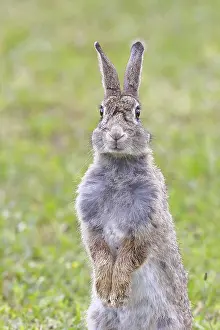 Wild Rabbit Drucke: Wild rabbit (Oryctolagus cuniculus)