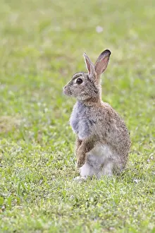 Rodent Behavior In Nature Drucke: Wild rabbit (Oryctolagus cuniculus)