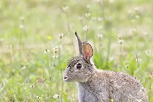Wild Rabbit Austria Drucke: Wild rabbit (Oryctolagus cuniculus)