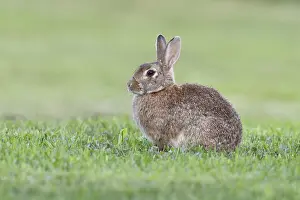Rodent Species Oryctolagus Cuniculus Drucke: Wild rabbit (Oryctolagus cuniculus)