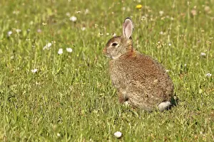 Wild Rabbit Drucke: Wild rabbit (Oryctolagus cuniculus)