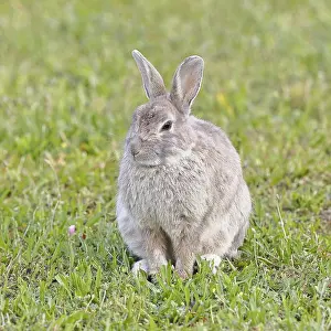 Oryctolagus Cuniculus Species Drucke: Wild rabbit (Oryctolagus cuniculus)