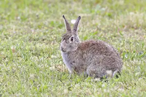 Wild Rabbit Austria Drucke: Wild rabbit (Oryctolagus cuniculus)