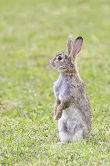 Rodent Animal Images Drucke: Wild rabbit (Oryctolagus cuniculus)
