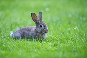 Oryctolagus Cuniculus Photos Drucke: Wild rabbit, Oryctolagus cuniculus