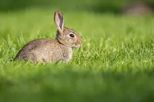 Wild Rabbit Drucke: Wild rabbit (Oryctolagus cuniculus)