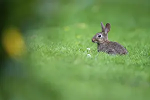 Oryctolagus Cuniculus Drucke: Wild rabbit (Oryctolagus cuniculus)