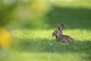 Central European Animals Drucke: Wild rabbit (Oryctolagus cuniculus)
