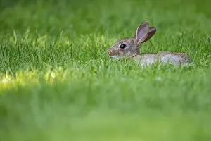 Oryctolagus Cuniculus Drucke: Wild rabbit (Oryctolagus cuniculus)
