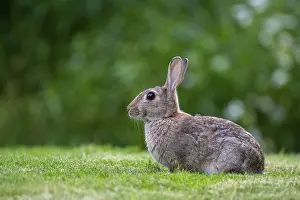 Lagomorpha Mammal Europe Drucke: Wild rabbit (Oryctolagus cuniculus)