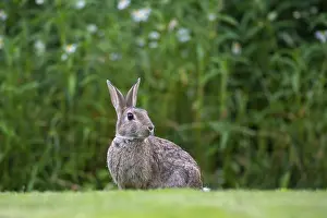 Wild Bunny Drucke: Wild rabbit (Oryctolagus cuniculus)