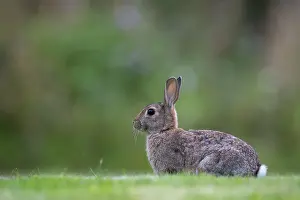 Oryctolagus Cuniculus Drucke: Wild rabbit (Oryctolagus cuniculus)