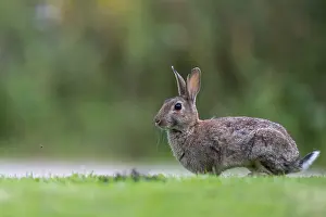 Lagomorpha Species Drucke: Wild rabbit (Oryctolagus cuniculus)