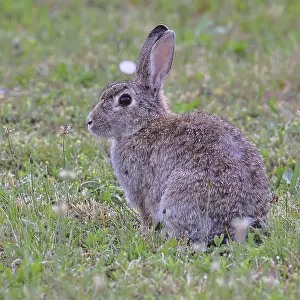 Austria Wildlife Drucke: Wild rabbit (Oryctolagus cuniculus)