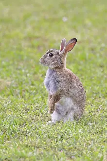 European Rabbit Drucke: Wild rabbit (Oryctolagus cuniculus)