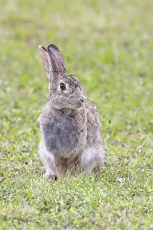 Austria Wildlife Drucke: Wild rabbit (Oryctolagus cuniculus)