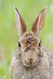 Lagomorpha Mammal Images Drucke: Wild rabbit (Oryctolagus cuniculus)