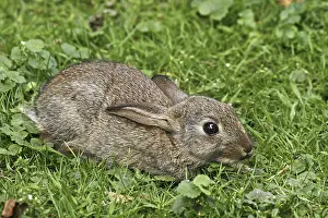 Young Rabbit Drucke: Wild rabbit, Oryctolagus cuniculus
