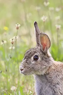 European Rabbit Drucke: Wild rabbit (Oryctolagus cuniculus)