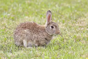 Austria Wildlife Photography Drucke: Wild rabbit (Oryctolagus cuniculus)