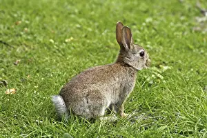 Young Animal Drucke: Wild rabbit, Oryctolagus cuniculus
