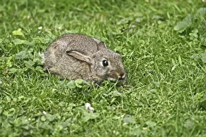 Wild Rabbit Drucke: Wild rabbit, Oryctolagus cuniculus