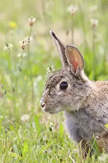 Austria Wildlife Drucke: Wild rabbit (Oryctolagus cuniculus)