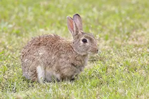 Austria Wildlife Photography Drucke: Wild rabbit (Oryctolagus cuniculus)
