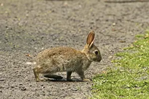 Small Mammal Pictures Drucke: Wild rabbit, Oryctolagus cuniculus