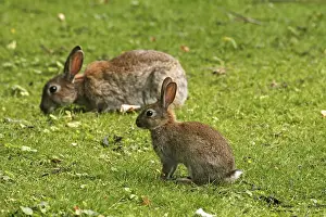 Mammal Images Drucke: Wild rabbit, Oryctolagus cuniculus