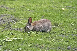 Young Animal Drucke: Wild rabbit, Oryctolagus cuniculus