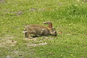Wild Bunny Drucke: Wild rabbit, Oryctolagus cuniculus
