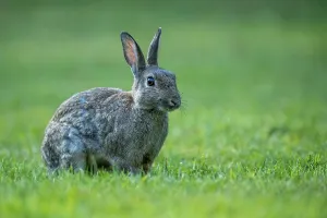 Northern Germany Mammals Drucke: Wild rabbit (Oryctolagus cuniculus)