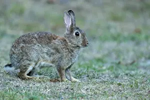 Central Europe Wildlife Drucke: Wild rabbit (Oryctolagus cuniculus)