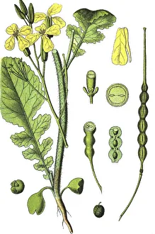 Brassicaceae Family Herbs Drucke: Wild radish, jointed charlock (Raphanus raphanistrum)