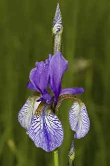 Daytime Botany Images Drucke: Wild Siberian Iris (Iris sibirica)