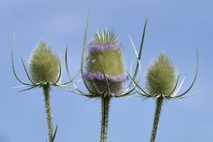 Medicinal Herb Images Drucke: Wild teasel in bloom