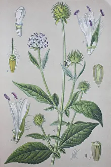 Wild-Teufelsdorn (Dipsacus fullonum)