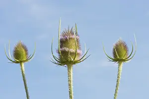 Dipsacoideae Family Drucke: Wild teasel (Dipsacus fullonum)