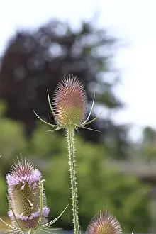 German Medicinal Plants Drucke: Wild teasel (Dipsacus fullonum)