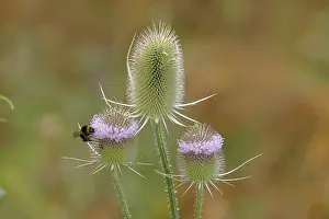 Franconian Lake District Nature Drucke: Wild teasel (Dipsacus fullonum)